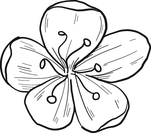 Cherry Flower Coloring Page